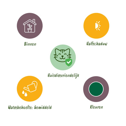 4 x Huisdiervriendelijke Planten + Potjes Grijs