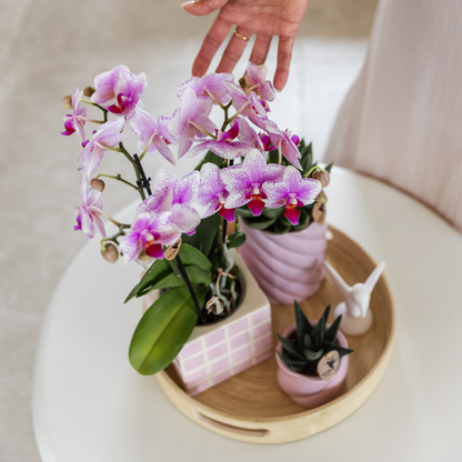 Roze Phalaenopsis orchidee - Mineral Rotterdam