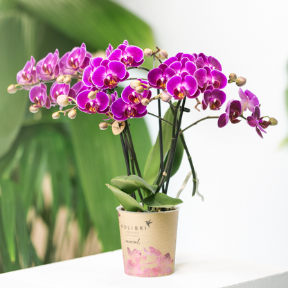 Paarse phalaenopsis orchidee - Morelia