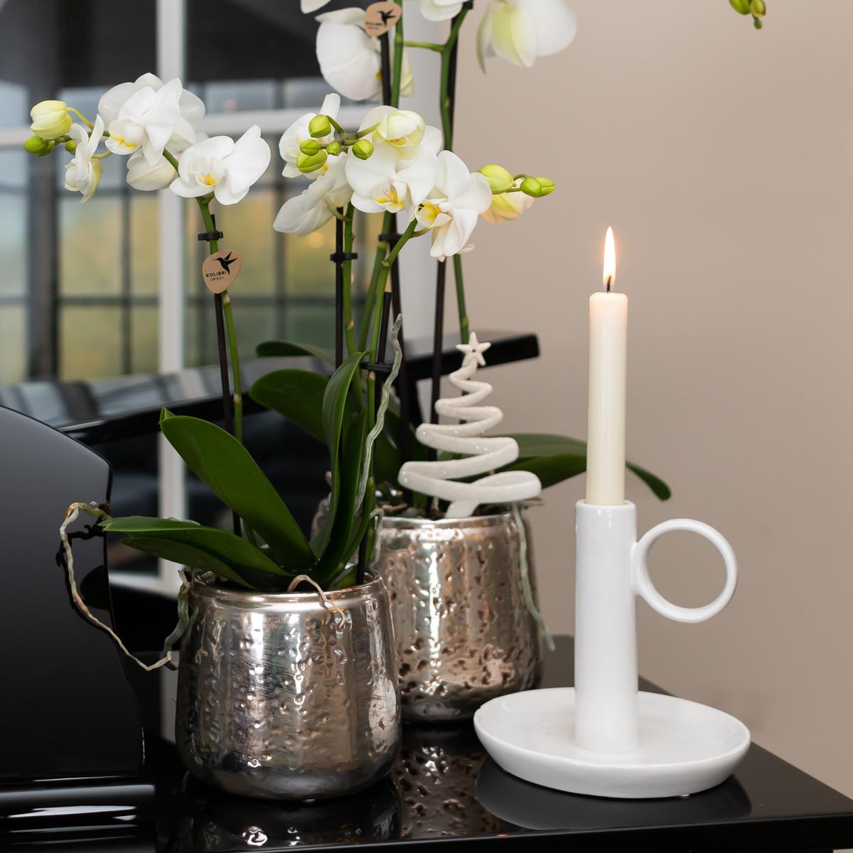 Witte orchidee – Amabilis + Luxury sierpot zilver