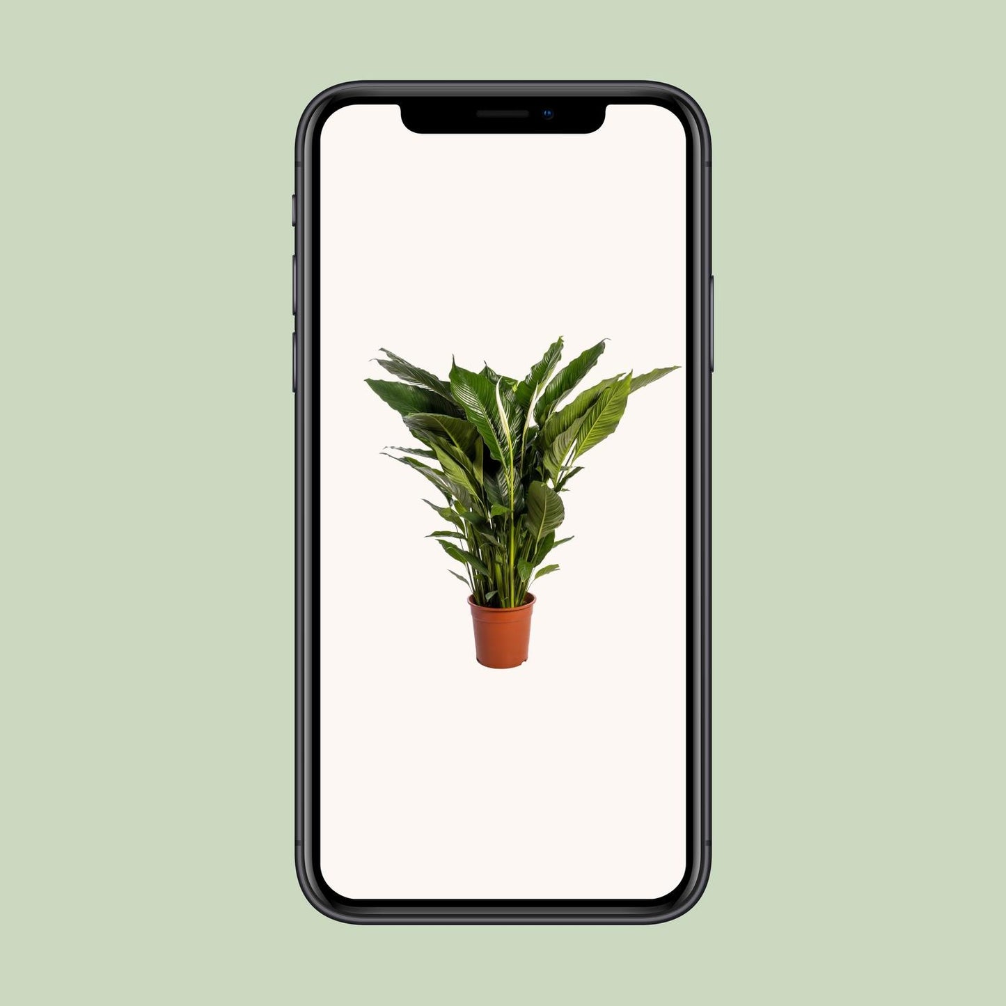 Spathiphyllum Sweet Sebastiano - Ø24cm - ↕110cm