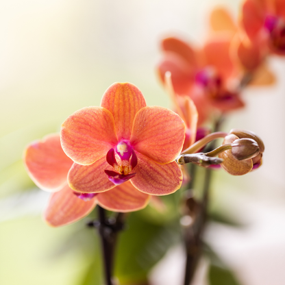 Orchideeënset Diabolo Twin