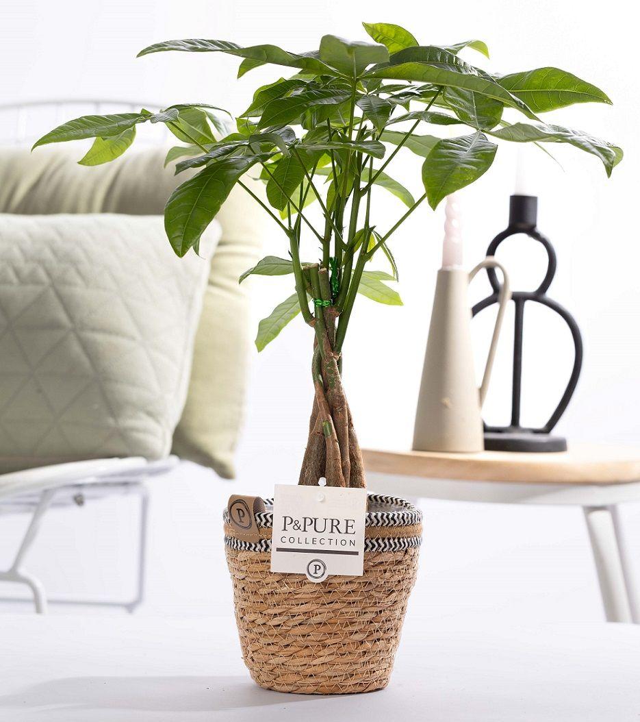 Pachira Aquatica In Basket- Ø12cm - ↕45cm