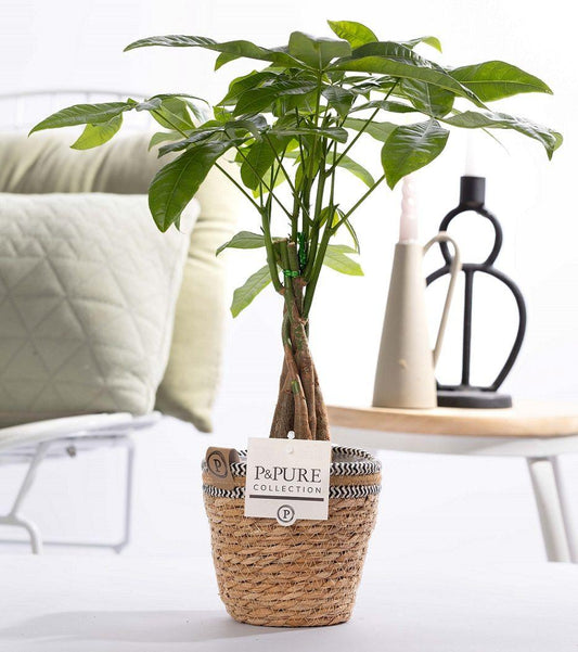 Pachira Aquatica In Basket- Ø12cm - ↕45cm