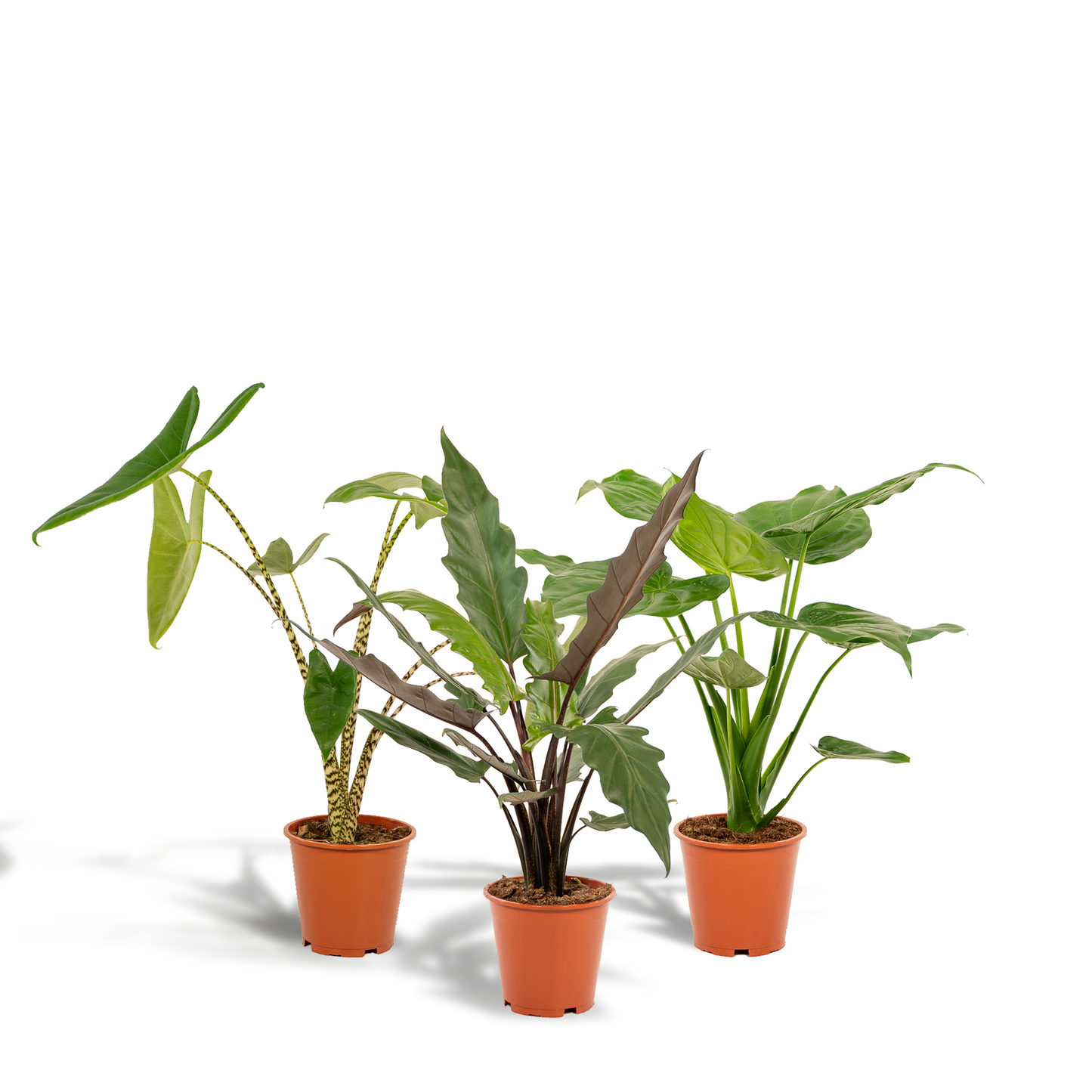 Alocasia Zebrina - Alocasia Cucullata - Alocasia Lauterbachiana