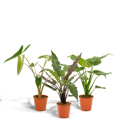 Alocasia Zebrina - Alocasia Cucullata - Alocasia Lauterbachiana