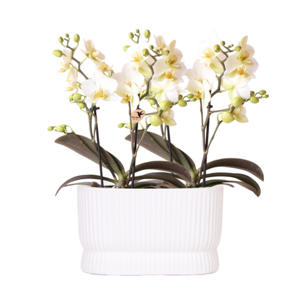 Orchideeënset Diabolo Twin White