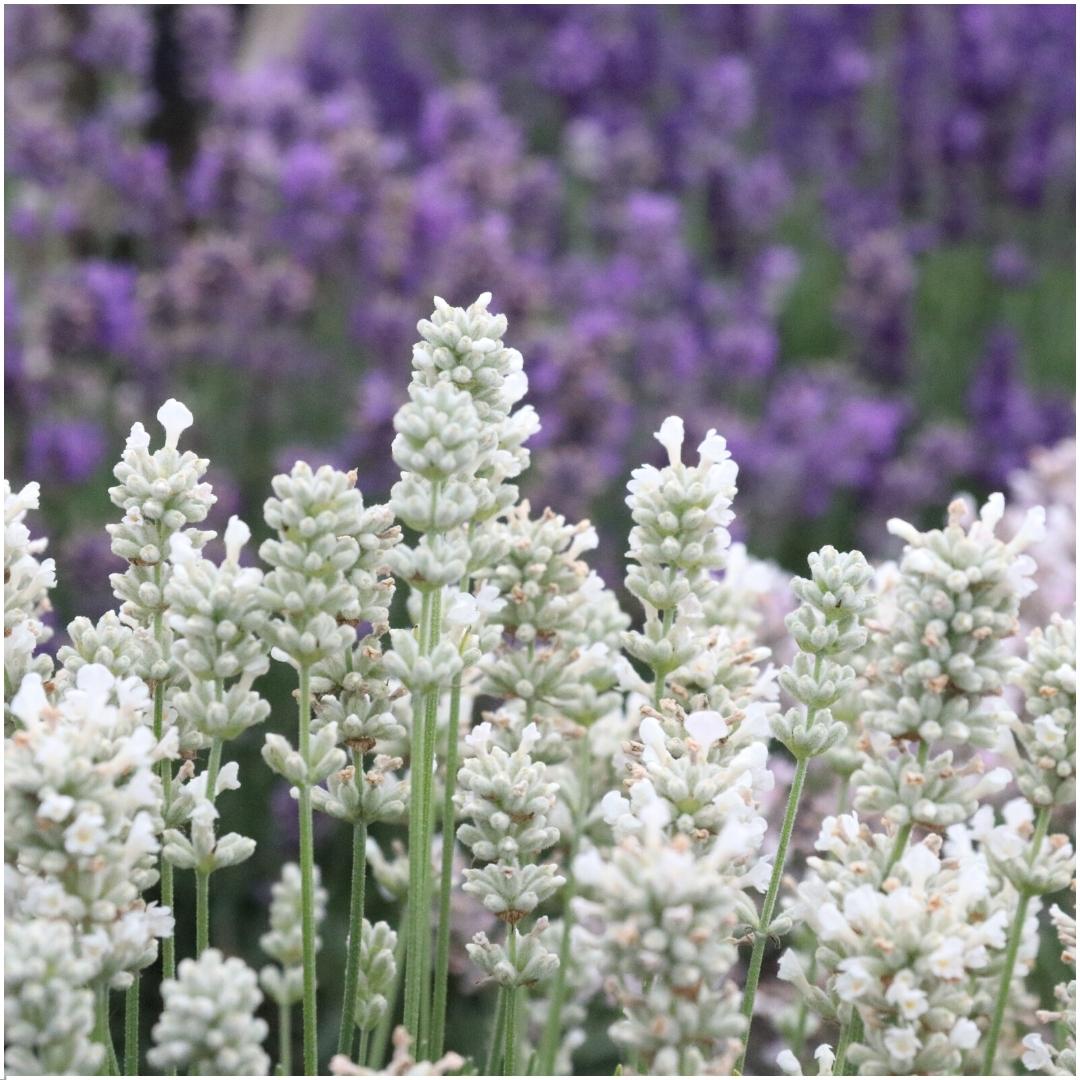 1 x 6 pack Lavendel angustifolia wit