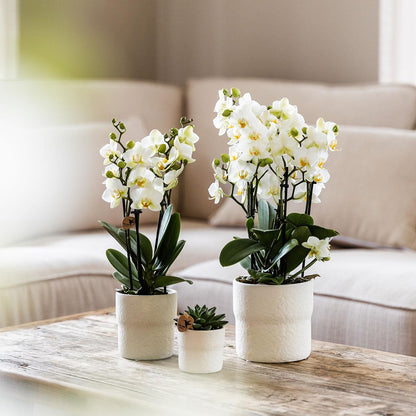Witte phalaenopsis orchidee - Lausanne