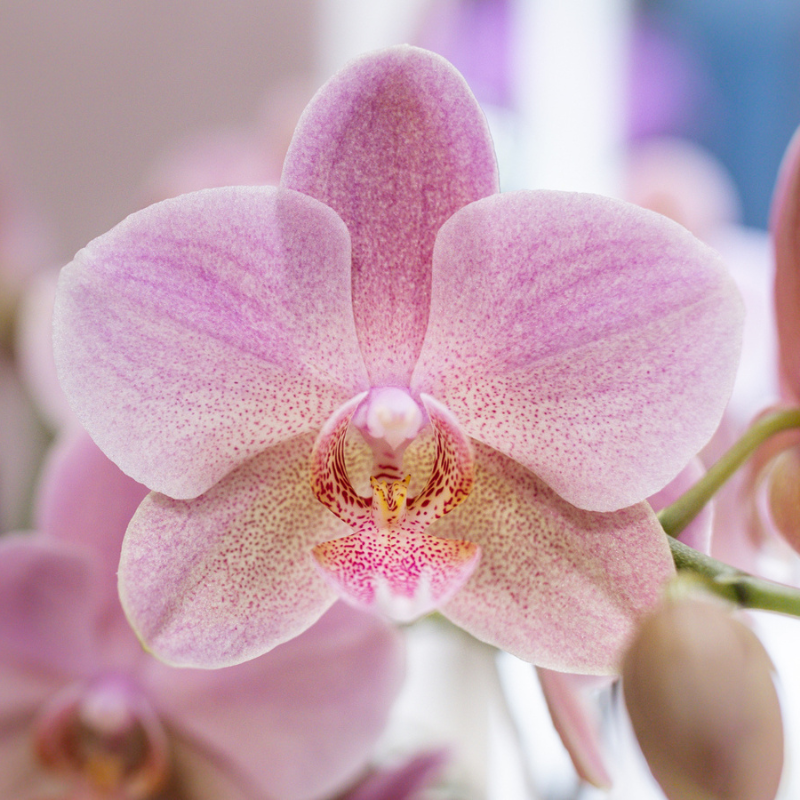 Roze orchideeënset in Diabolo Twin sierpot Pink