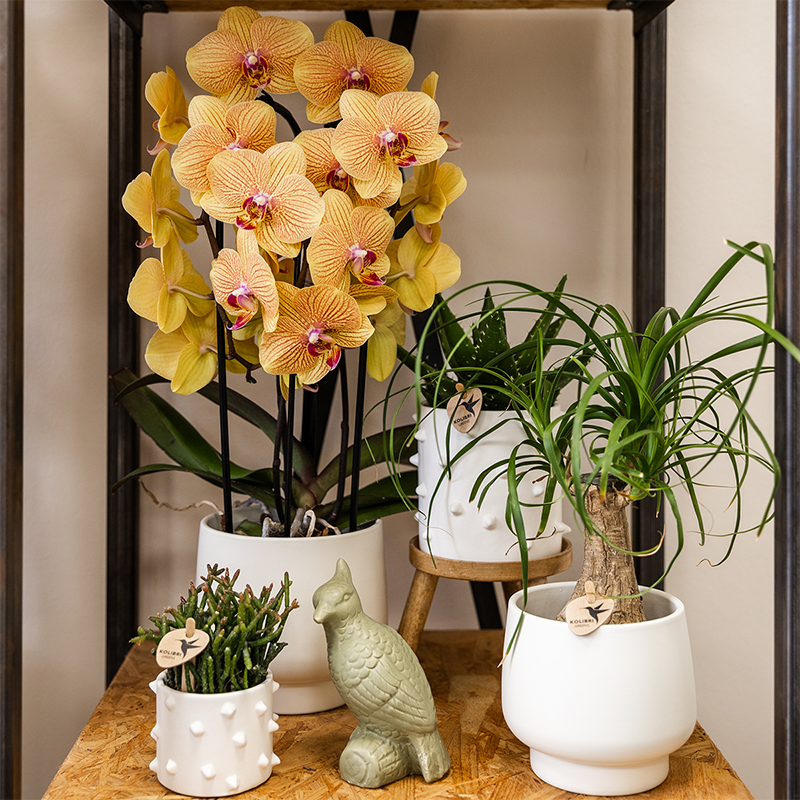 Oranje phalaenopsis orchidee | Sunny Bunny