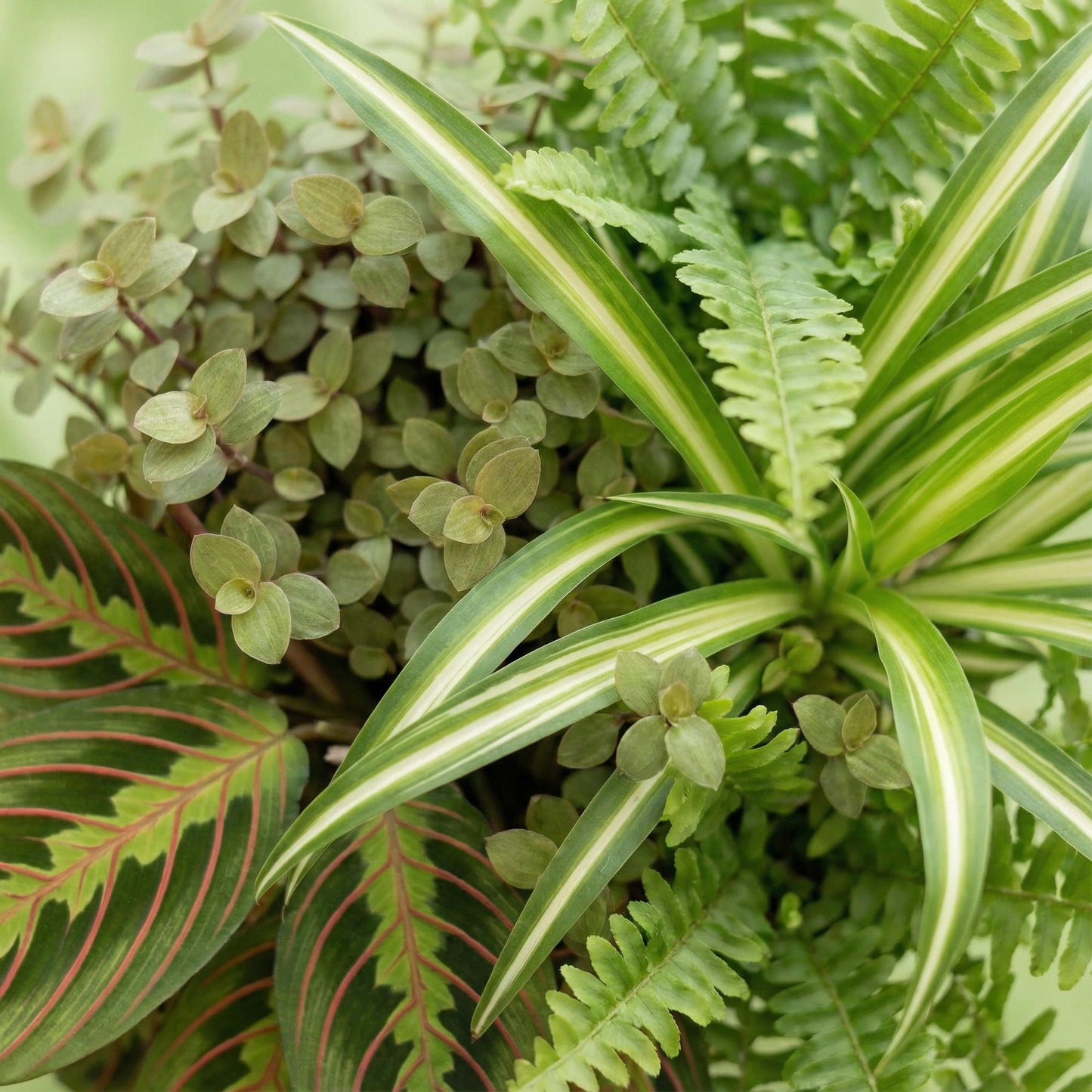 4 x Huisdiervriendelijke Planten + Mand
