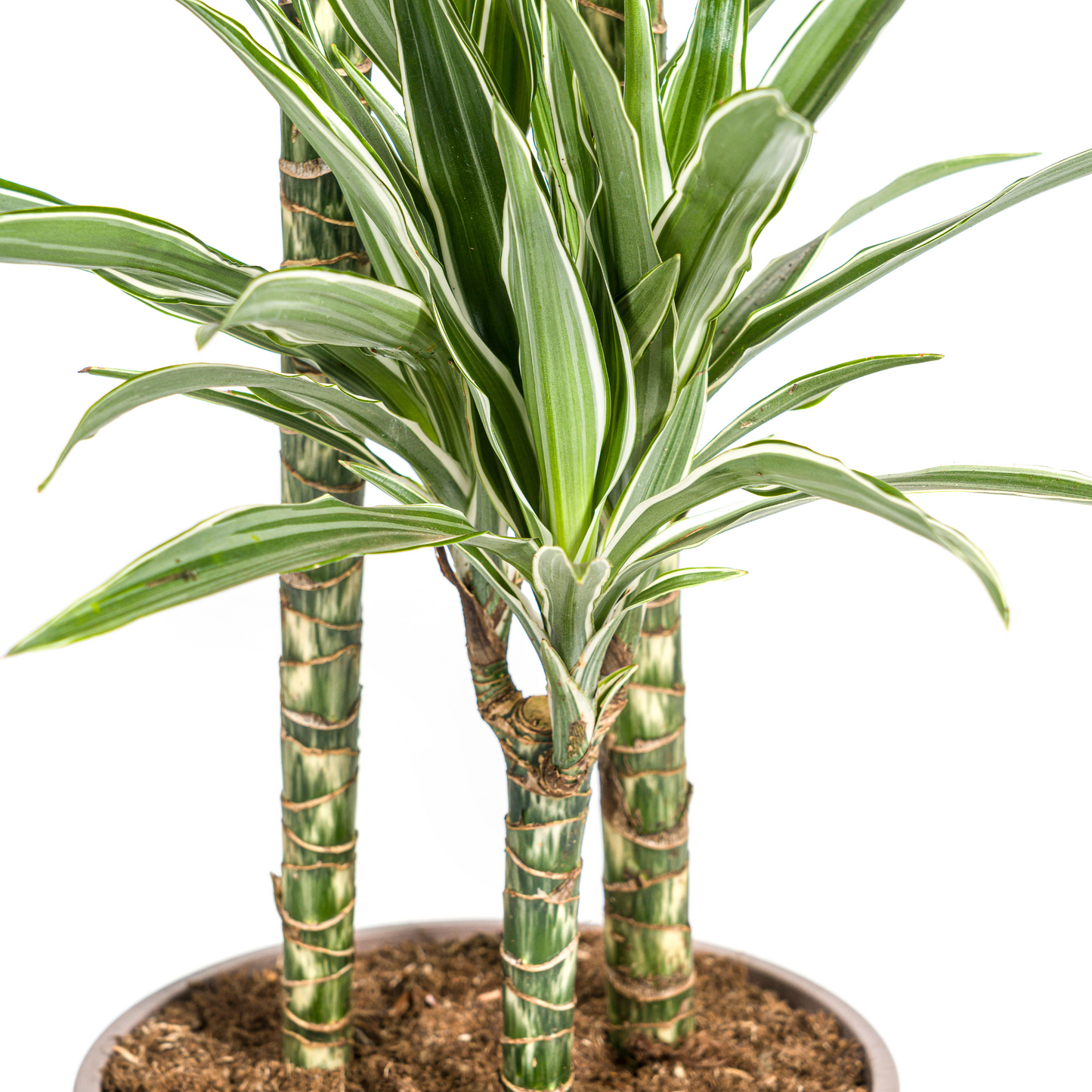 Dracaena Deremensis White Stripe + mand Ø24cm - ↕130 - 150cm
