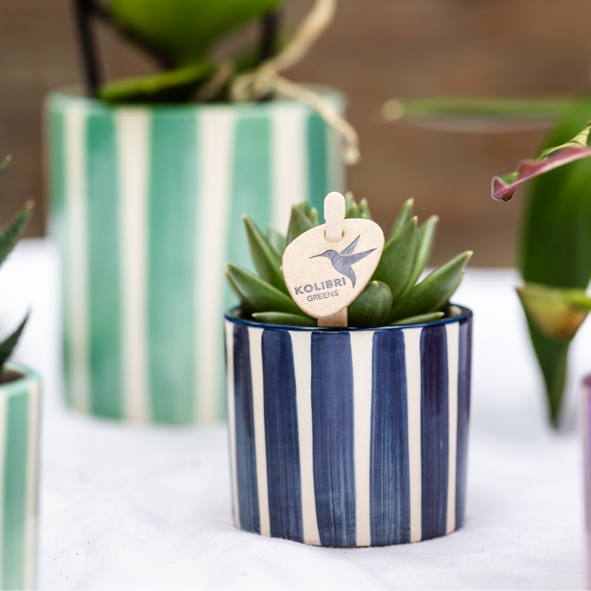 Mix van groene planten + Painted Stripe sierpotten