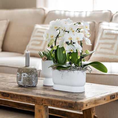 Diabolo pot white - Ø6cm