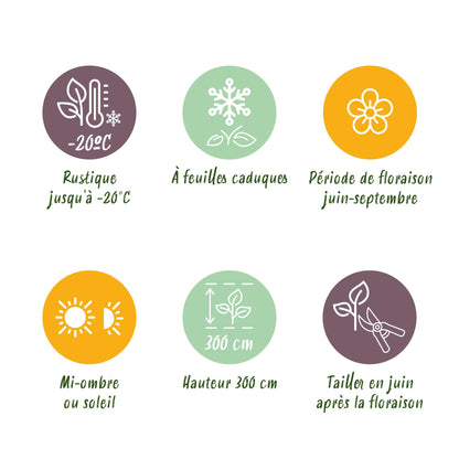 2 x - Clematis Nelly Moser - Bloem Roze