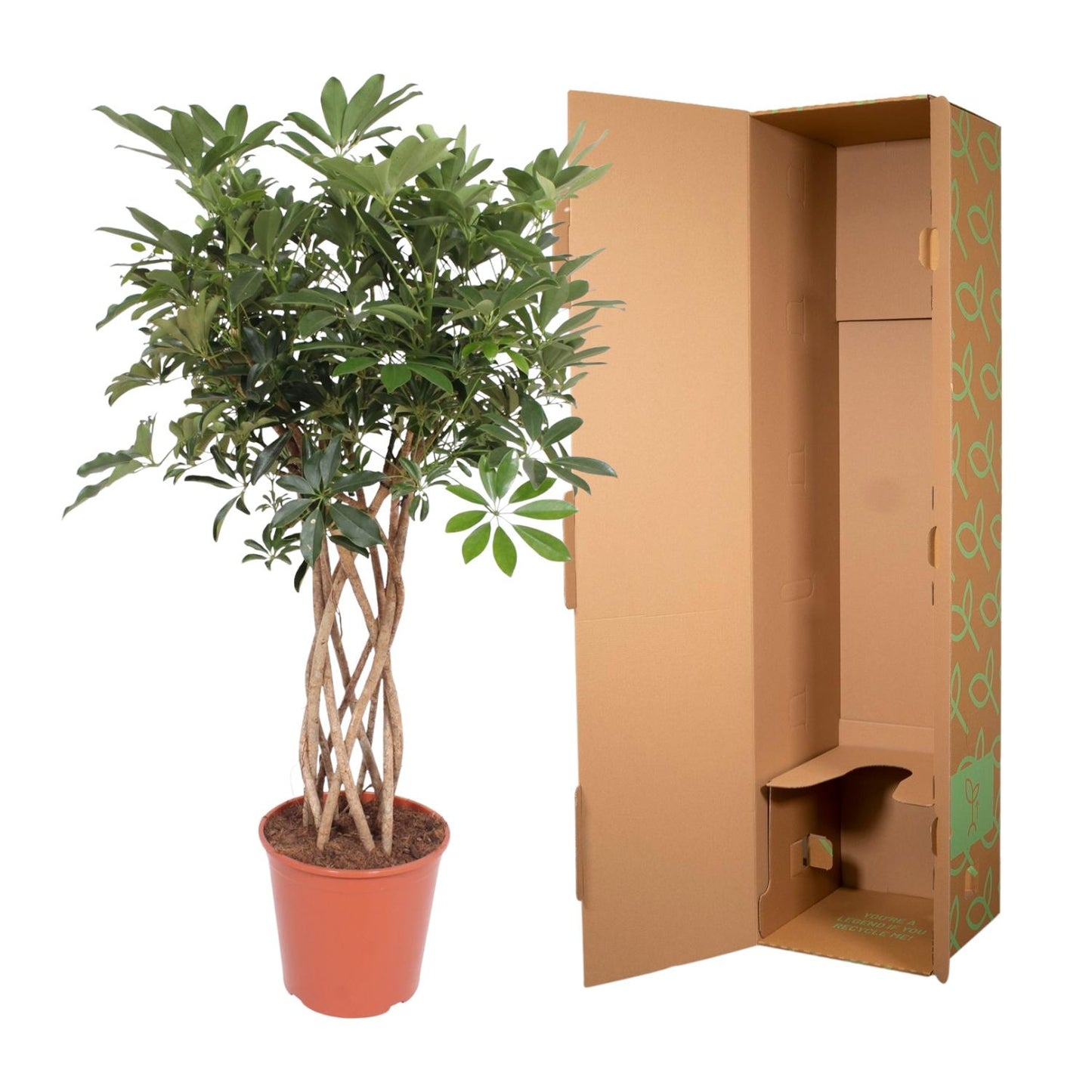 Schefflera Arboricola Compacta gevlochten stam - 130 cm - ø30