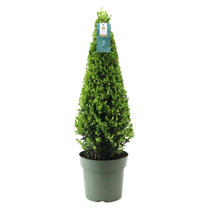 1x Ilex piramide 55 cm hoog |  Ø  21 cm