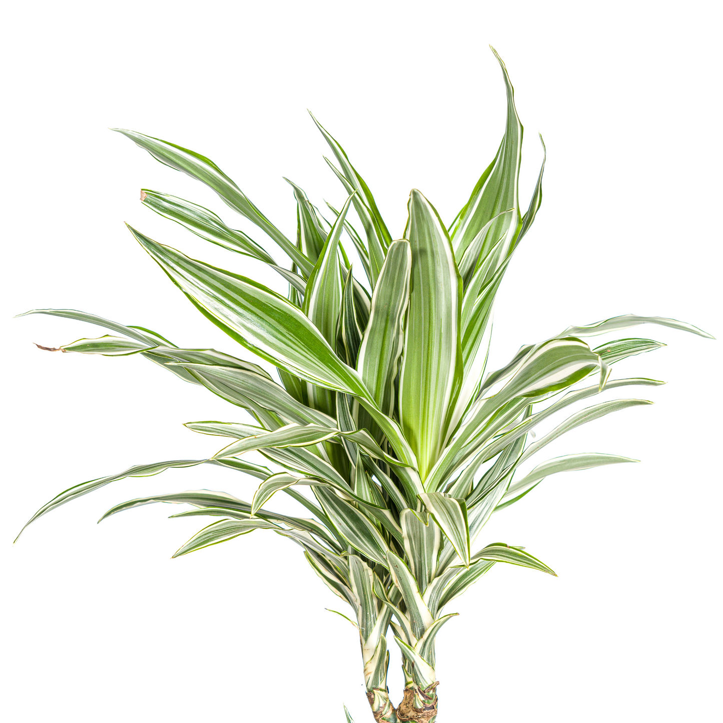 Dracaena Deremensis White Stripe + mand Ø24cm - ↕130 - 150cm