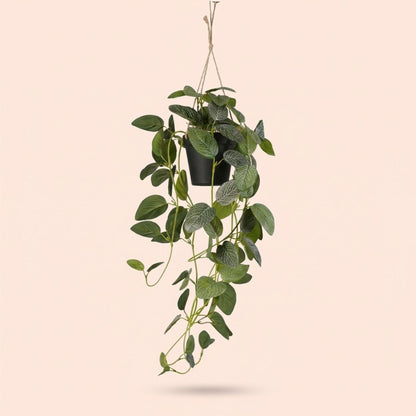 Kunstplant - Hangplant Fittonia - 70 cm