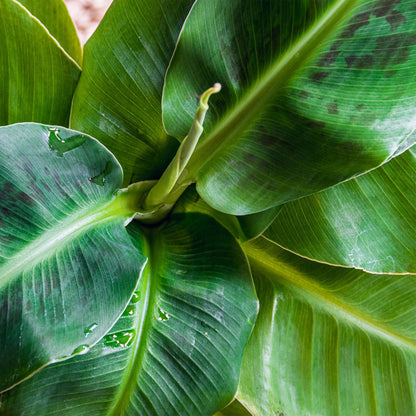 Bananenplant Musa + met mand ↕70-75cm - Ø21cm