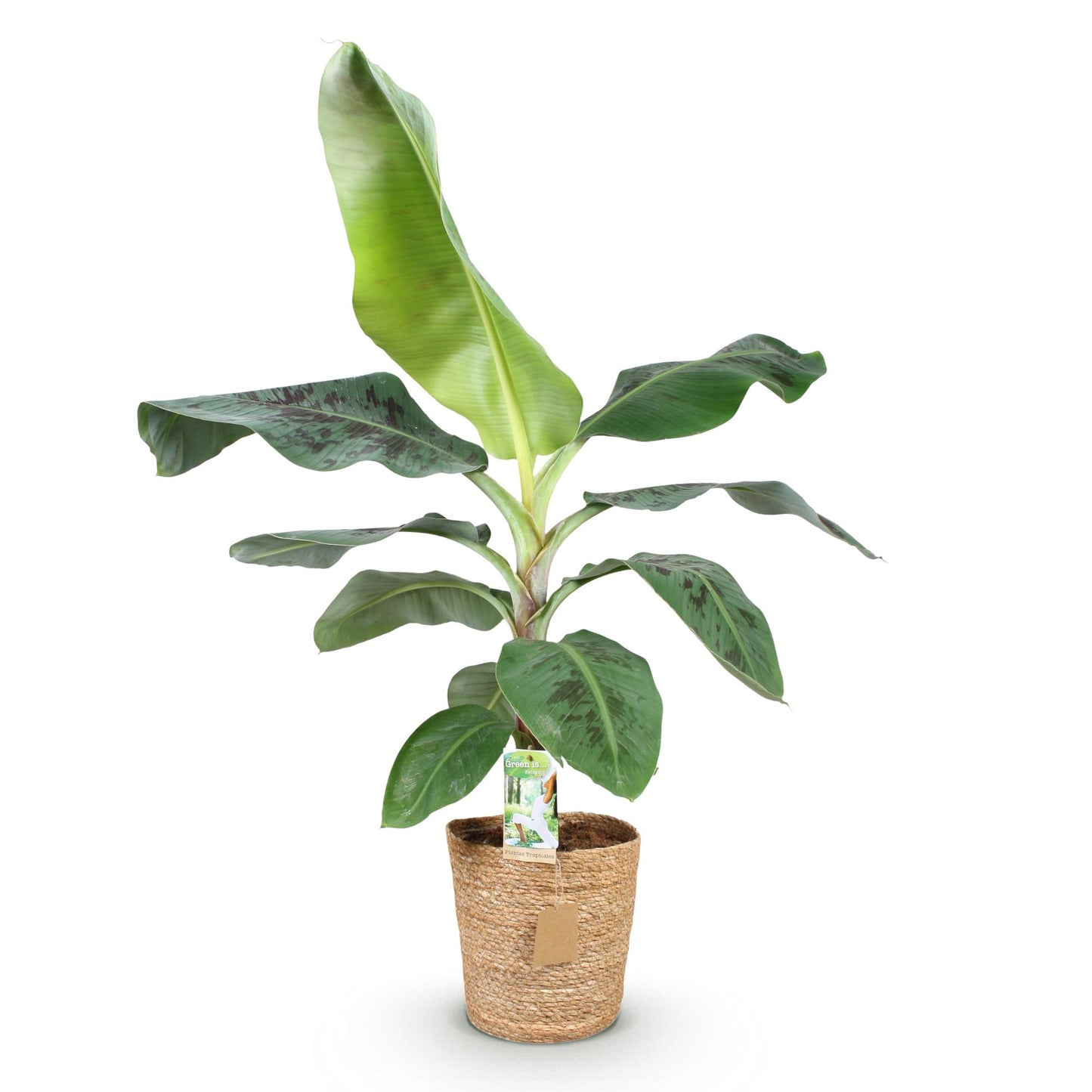 Bananenplant Musa + met mand ↕70-75cm - Ø21cm