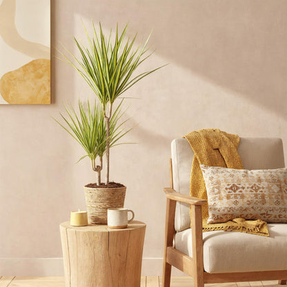Dracaena Sunray - Drakenbloedboom - Ø17cm ↕70-75cm