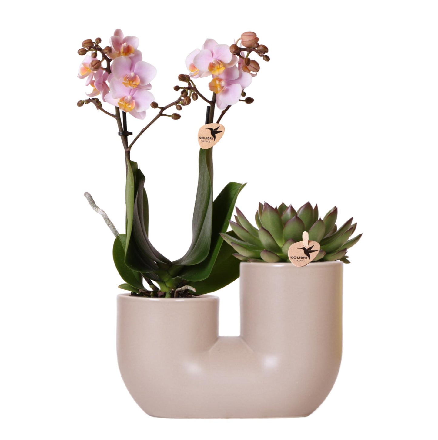 Set van roze orchidee Andorra en Succulent in Tube sierpot Sand