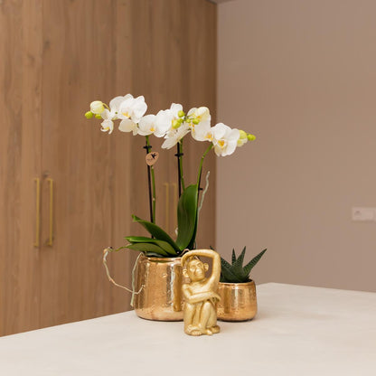 Witte orchidee – Amabilis + Luxury sierpot gold