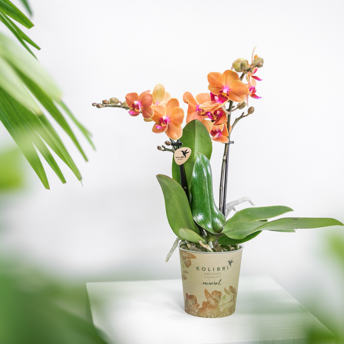 Oranje orchidee - Mineral Bolzano