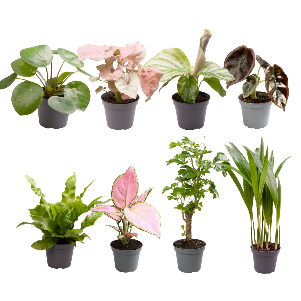 8 x Baby Plantjes Verrassingsbox