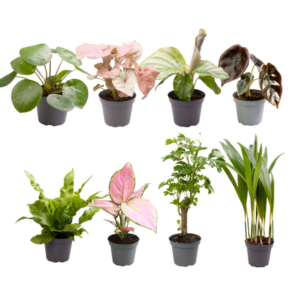 8 x Baby Plantjes Verrassingsbox