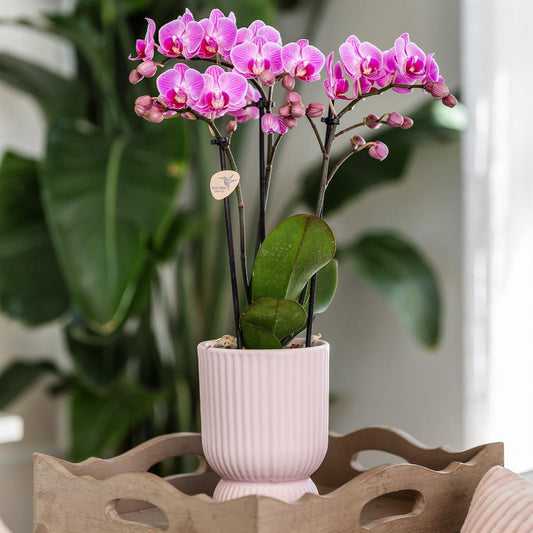 Roze paarse orchidee - El Salvador + Diabolo pink