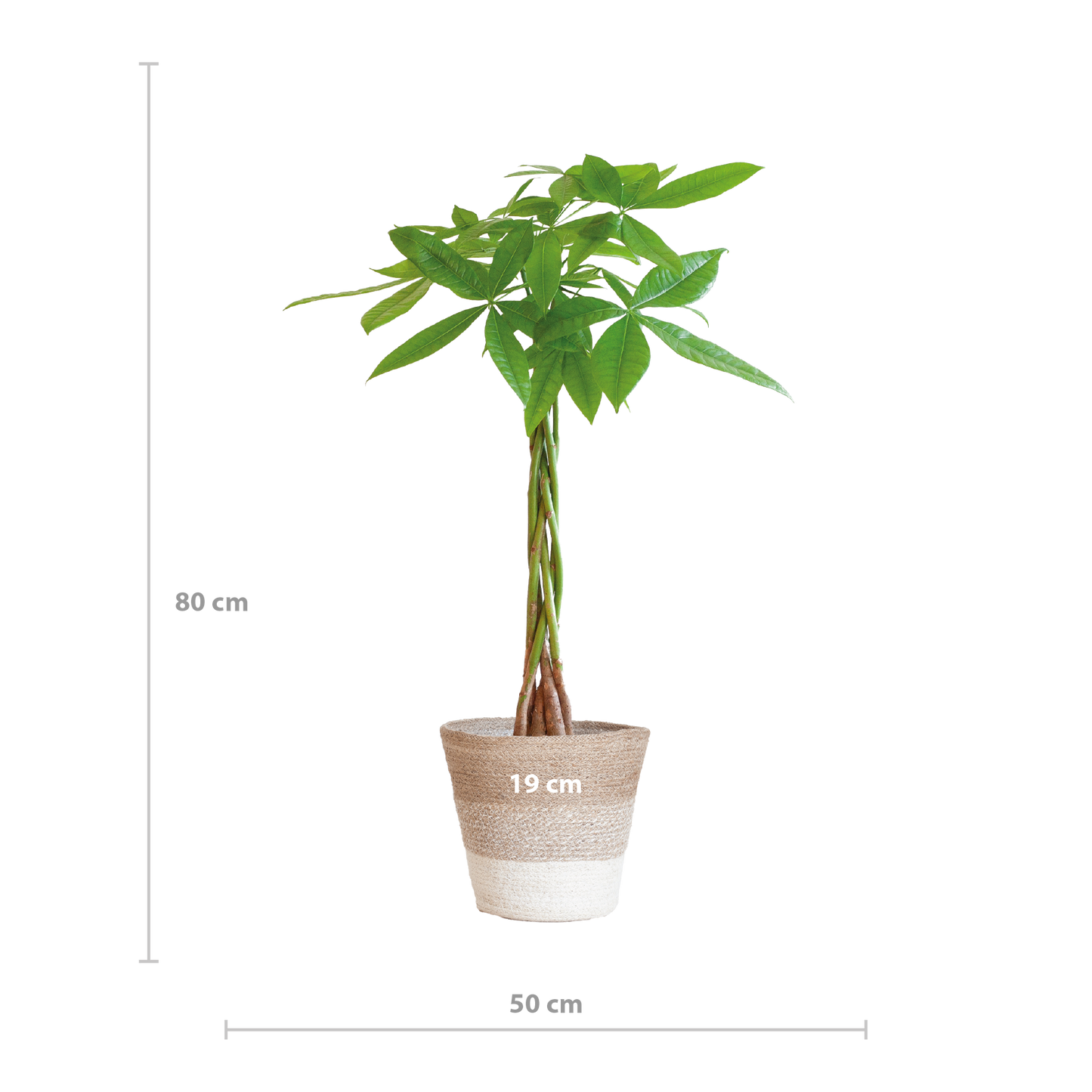 Pachira Aquatica met Mand Lissabon wit - 80cm - Ø21