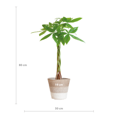 Pachira Aquatica met Mand Lissabon wit - 80cm - Ø21