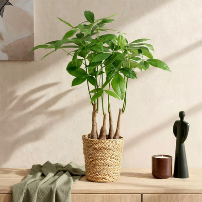 Pachira Aquatica multi stam + mand ↕50-55cm - Ø17cm