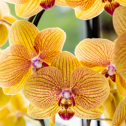 Oranje phalaenopsis orchidee | Sunny Bunny