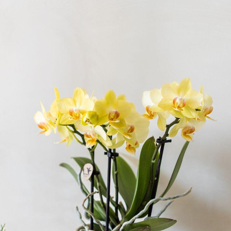 Plantenset Bloom Green