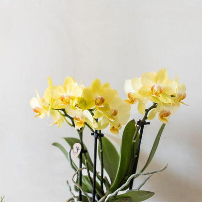 Plantenset Bloom Green