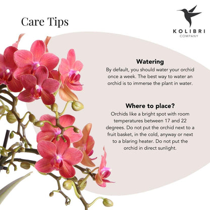 Rode Phalaenopsis orchidee - Congo