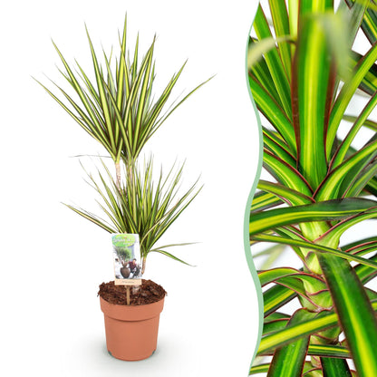 Dracaena Sunray - Drakenbloedboom - Ø17cm ↕70-75cm