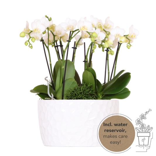 Witte plantenset in Honey dish incl. waterreservoir