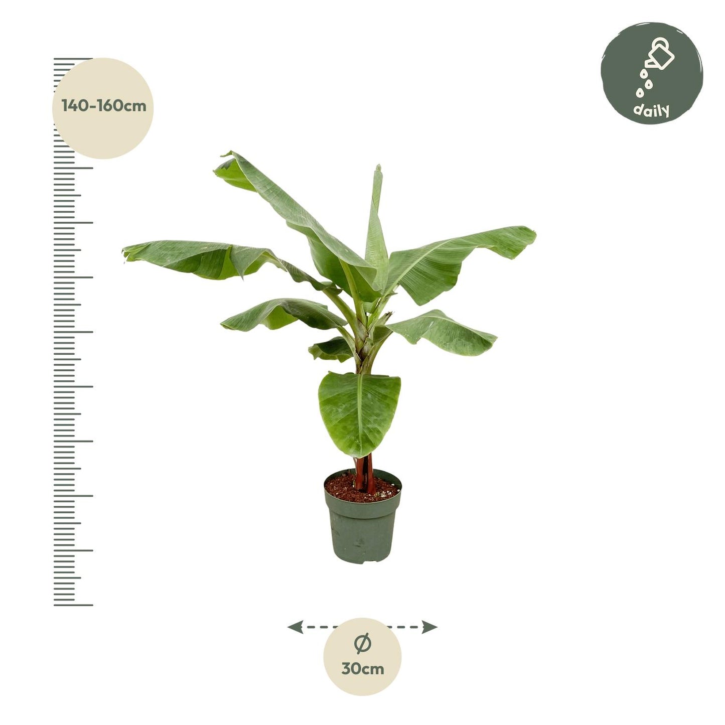 Bananenplant (Musa) - 170cm - Ø30