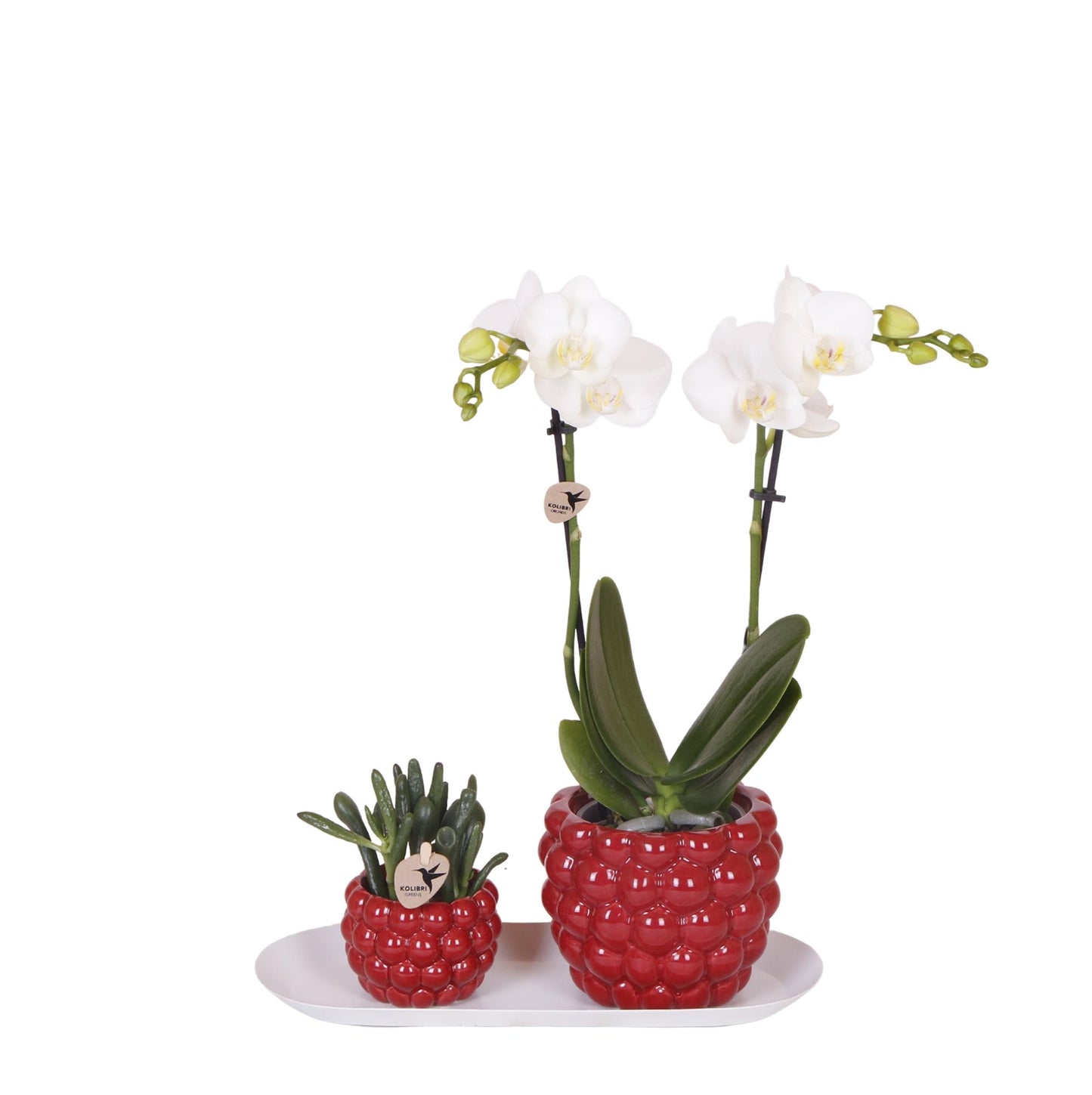 Set witte orchidee + Optimism sierpotten + wit dienblad