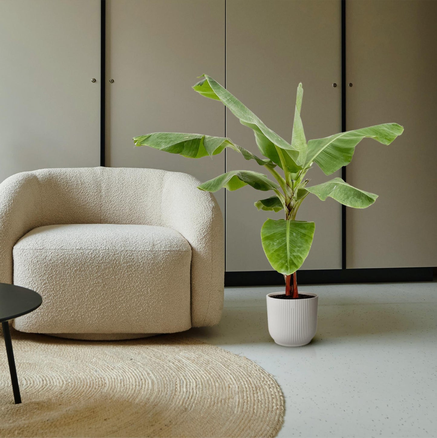 Bananenplant (Musa) - 170cm - Ø30