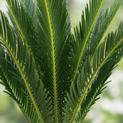 Cycas revoluta - Palmvaren ↕45-55cm - Ø15cm