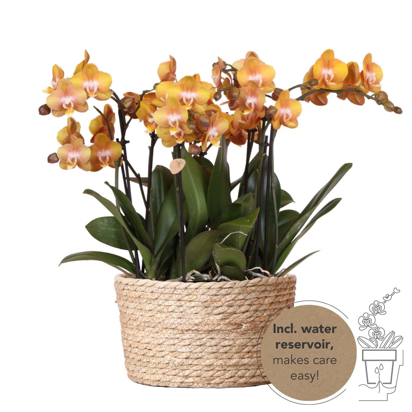 Oranje orchideeënset in Reed Basket incl. waterreservoir