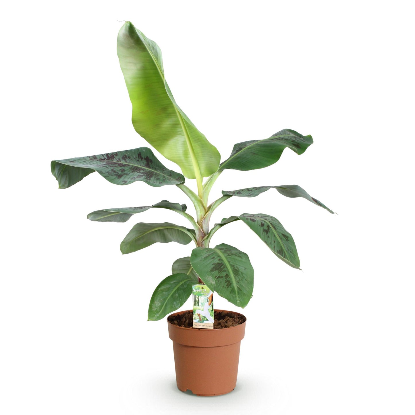 Bananenplant Musa ↕70-75cm - Ø21cm