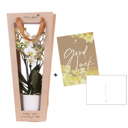 Veel succes |  Lausanne orchidee met pot, kaart & cadeautas