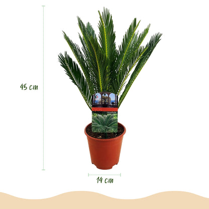 Cycas revoluta - Palmvaren ↕45-55cm - Ø15cm